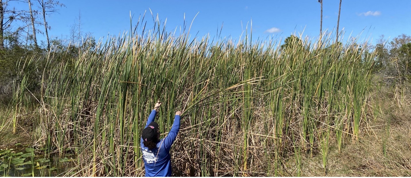 A person wearing a dark baseball hat and a royal blue shirt is seen from the back, reaching up into a stand of cattails that extends far over their head. The cattails are shades of brown and green against a blue sky.